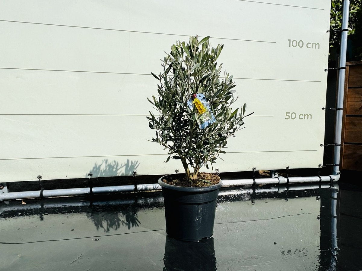  Tropictrees - Olijfboom - Olea Europea - Olijfstruik - Winterhard - Pot ⌀ 20cm - Hoogte 70-80cm