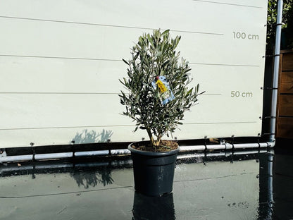  Tropictrees - Olijfboom - Olea Europea - Olijfstruik - Winterhard - Pot ⌀ 20cm - Hoogte 70-80cm