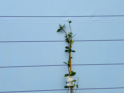  Toscaanse Jasmijn - Klimplant - Buitenplant - Winterhard - Trachelospermum Jasminoides 160 Cm