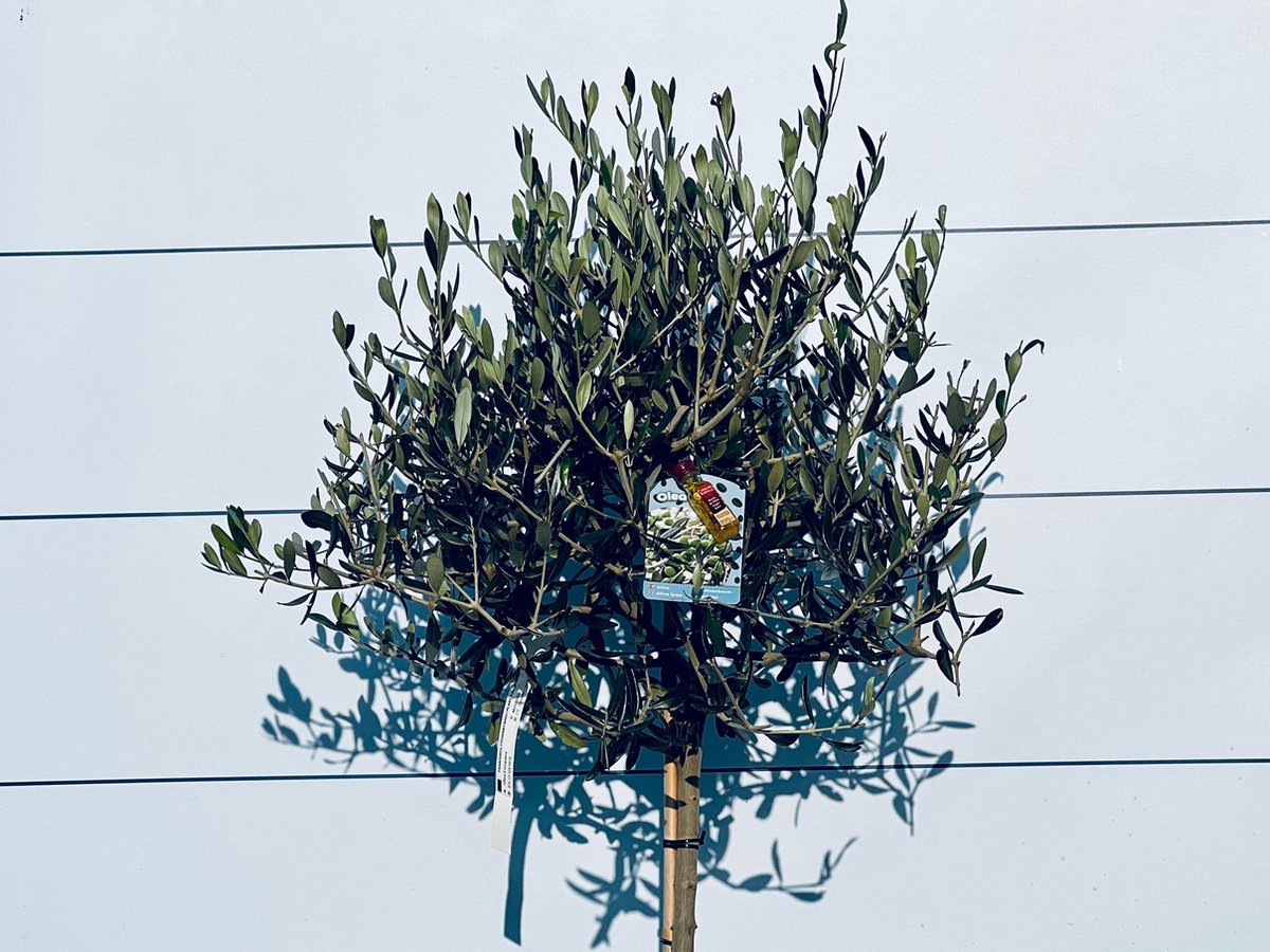  Sunnytree - Olijfboom Op Stam - Boom - Winterhard - Groenblijvend - Bol Op Stam - 160cm Hoog