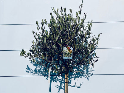  Sunnytree - Olijfboom Op Stam - Boom - Winterhard - Groenblijvend - Bol Op Stam - 160cm Hoog