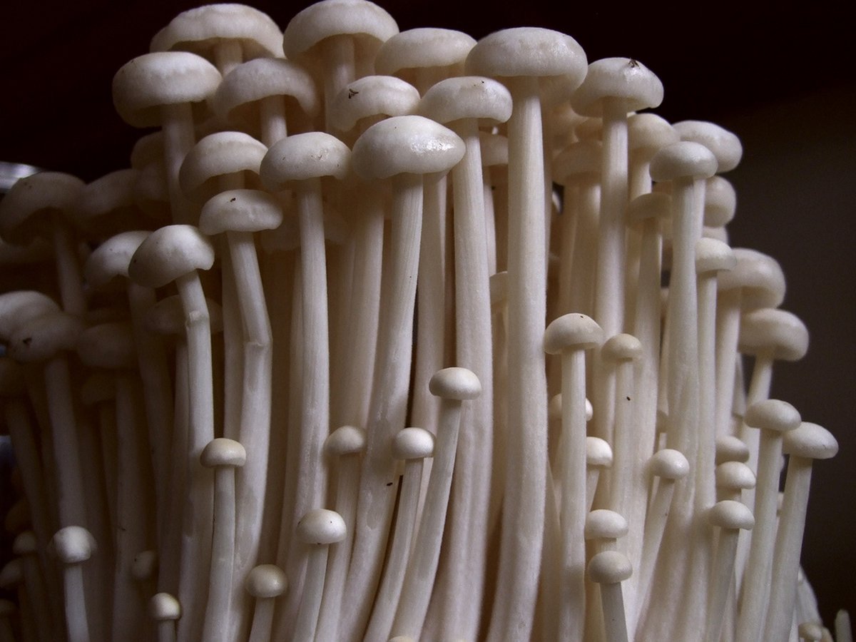  ToshiFarm Broed Voor Enoki - 50 Gram - Zelf Enoki Kweken - Broed Voor Fluweelpootje - Paddenstoel Sporen - Eco Cadeau