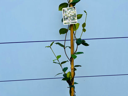  Toscaanse Jasmijn - Klimplant - Buitenplant - Winterhard - Trachelospermum Jasminoides 160 Cm