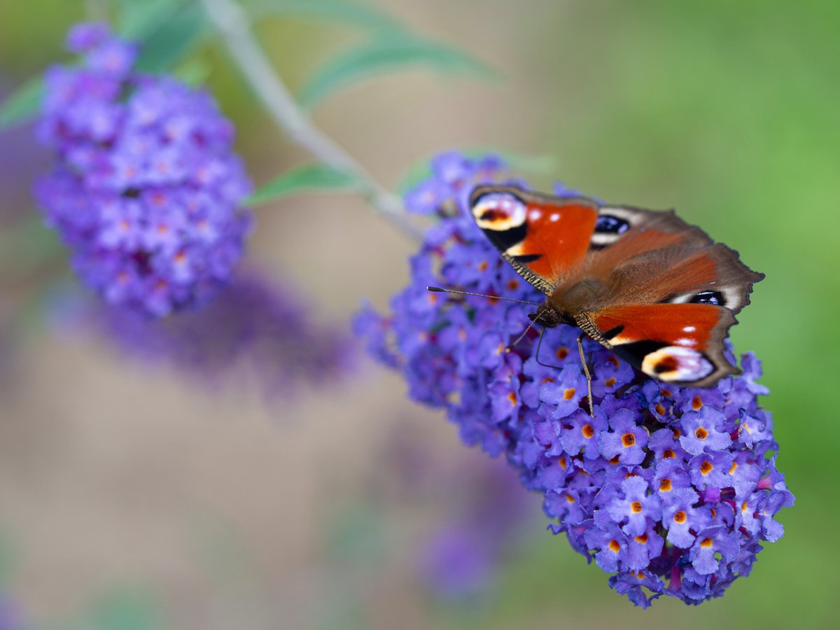  WL Plants - Mix Van 3 - Buddleja Davidii - 'Pink Delight' - 'Nanho Blue' - 'White Profusion' - Roze, Wit En Blauw - Vlinderstruik - Winterhard - Tuinplanten - ± 25cm Hoog - 9cm Diameter - In Kweekpot