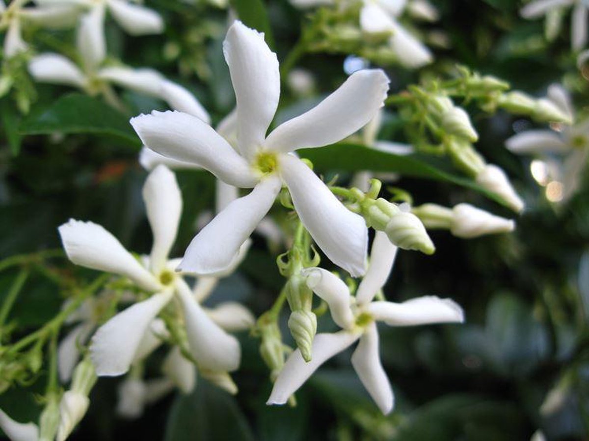  Witte Toscaanse Jasmijn (Sterjasmijn) - Klimplant | Wit - Groenblijvend / Wintergroen En Winterhard - ClematisOnline | 1,5 Liter Pot - Deze Jasmijn Plant Kan Gecombineerd Worden Met Andere Klimplanten Zoals Clematis Of Rozen In Bijv. Een Klimrek