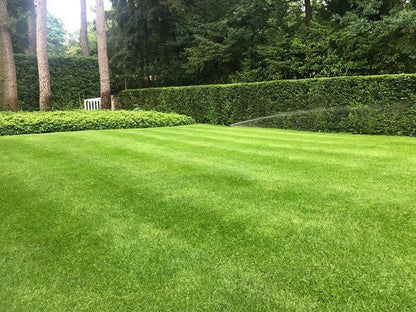 ECOstyle Graszaad Herstel Snelkiemend Gazon Gras – Herstelt Kale Plekken – Vogelwerende Coating – Geschikt Voor Zon- En Schaduw Gazons - Snelle Kieming – 20 – 30M² – 500 GR