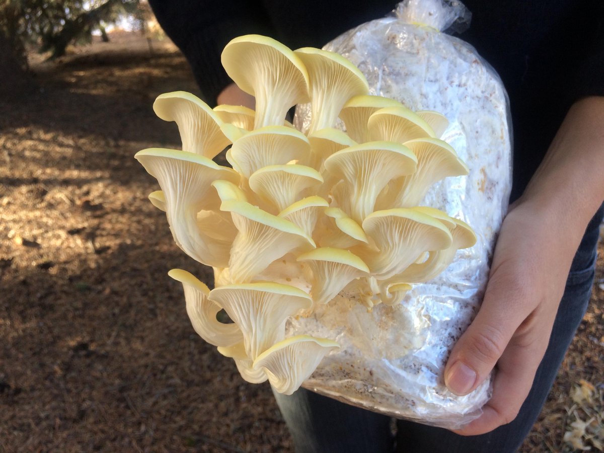  ToshiFarm Broed Voor Gele Oesterzwammen - 50 Gram - Zelf Paddestoelen Kweken - Broed Voor Oesterzwammen