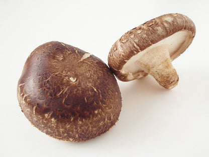 ToshiFarm Broed Voor Shiitake - 50 Gram - Zelf Shiitake Kweken - Broed Voor Shiitake Kweekset - Paddenstoel Sporen