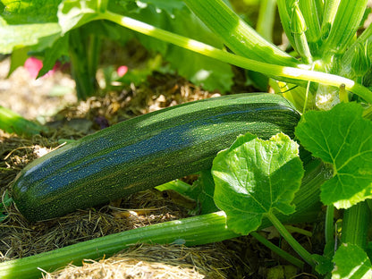  Tuin De Bruijn® Zaden - Courgette Black Beauty - Zeer Hoge Opbrengst