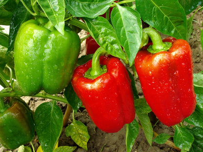  Tuin De Bruijn® Zaden - Paprika Yolo Wonder