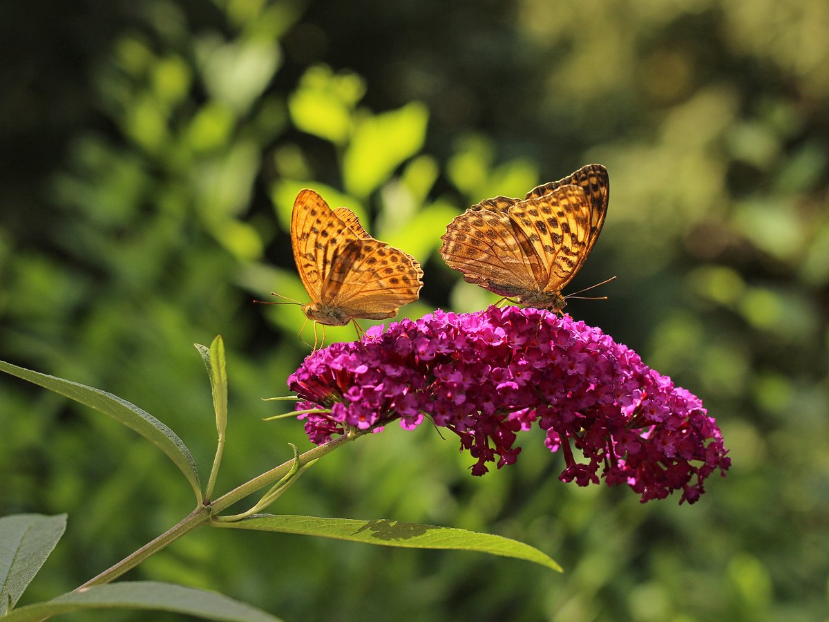  WL Plants - Mix Van 3 - Buddleja Davidii - 'Pink Delight' - 'Nanho Blue' - 'White Profusion' - Roze, Wit En Blauw - Vlinderstruik - Winterhard - Tuinplanten - ± 25cm Hoog - 9cm Diameter - In Kweekpot