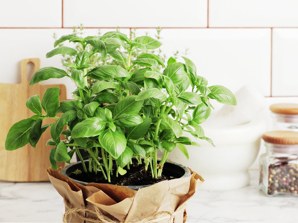  Tuin De Bruijn® Zaden - Basilicum Grootbladig Genovese - Hoge Opbrengst