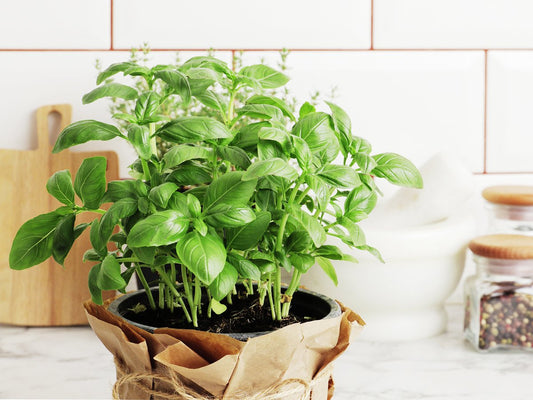  Tuin De Bruijn® Zaden - Basilicum Grootbladig Genovese - Hoge Opbrengst