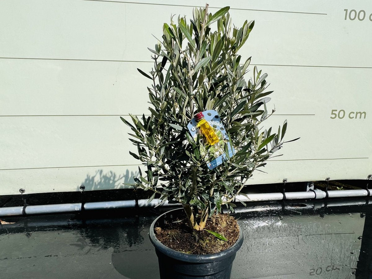  Tropictrees - Olijfboom - Olea Europea - Olijfstruik - Winterhard - Pot ⌀ 20cm - Hoogte 70-80cm