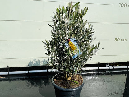  Tropictrees - Olijfboom - Olea Europea - Olijfstruik - Winterhard - Pot ⌀ 20cm - Hoogte 70-80cm