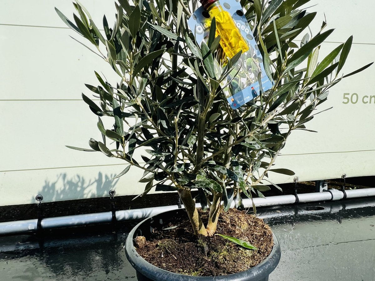  Tropictrees - Olijfboom - Olea Europea - Olijfstruik - Winterhard - Pot ⌀ 20cm - Hoogte 70-80cm