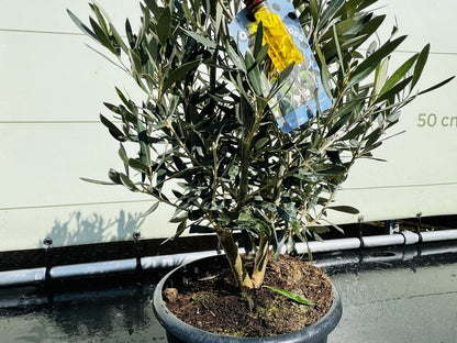  Tropictrees - Olijfboom - Olea Europea - Olijfstruik - Winterhard - Pot ⌀ 20cm - Hoogte 70-80cm