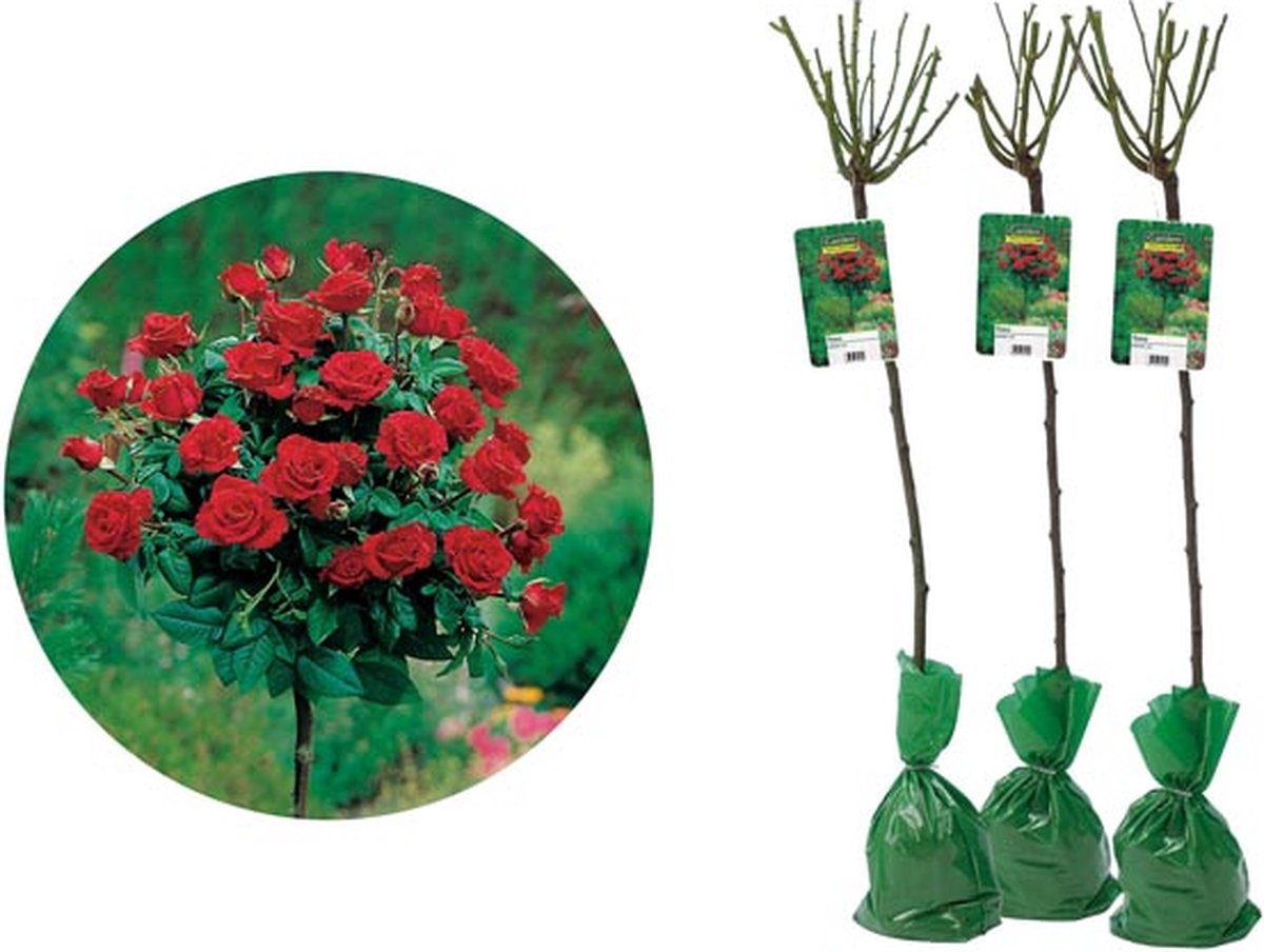  Stamrozen ROOD XXL X 3 - Winterharde Roos - Buitenplant - 120-140 Cm