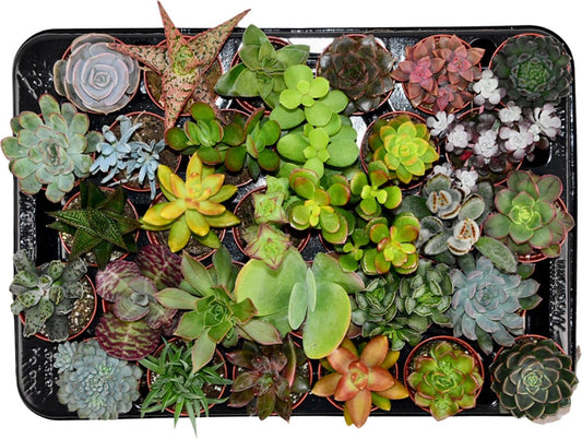  ZynesFlora - Mini Succulenten Mix - 30 Stuks - Ø 5,5 Cm - Hoogte: 5-10 Cm - Vetplanten - Kamerplant