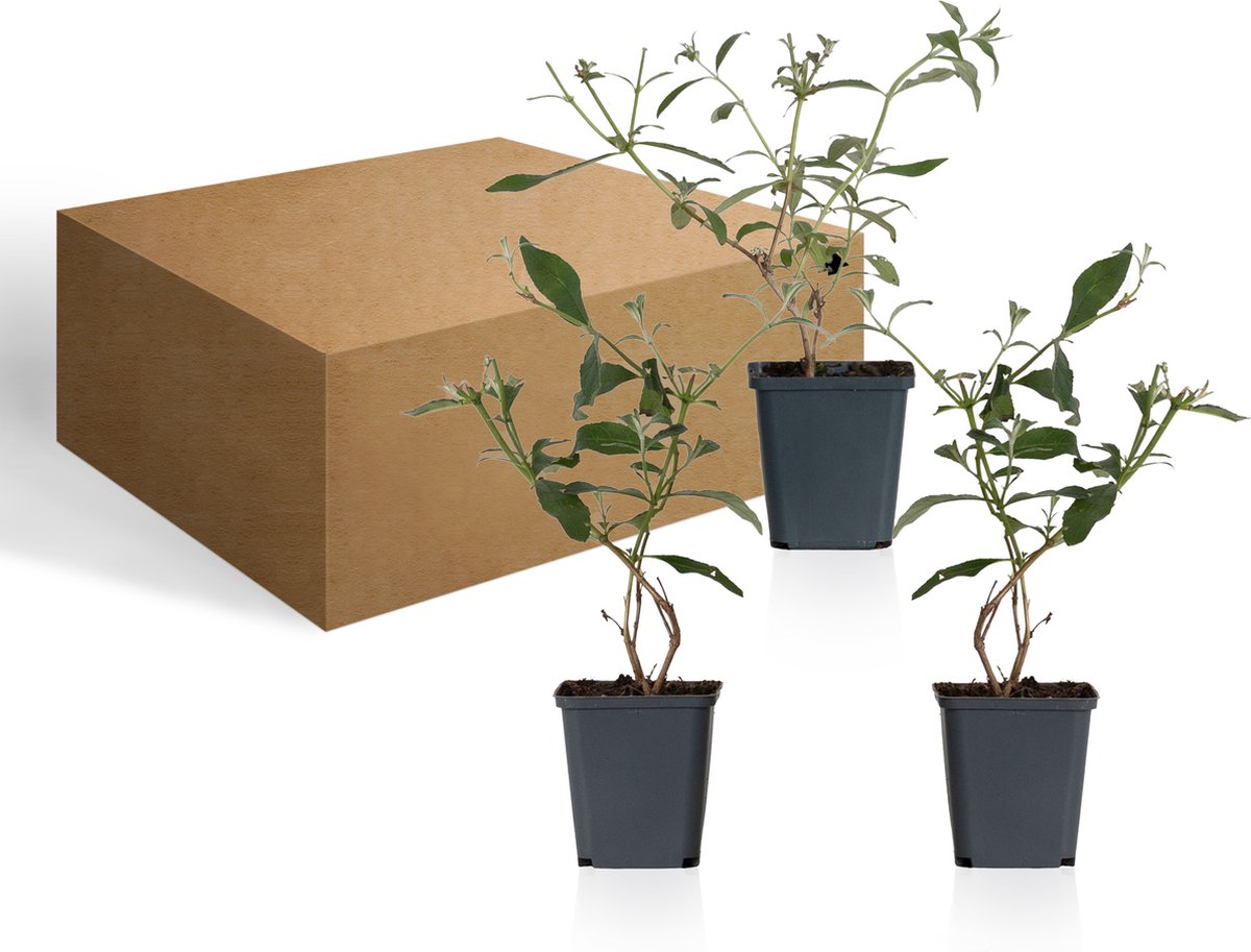  WL Plants - Mix Van 3 - Buddleja Davidii - 'Pink Delight' - 'Nanho Blue' - 'White Profusion' - Roze, Wit En Blauw - Vlinderstruik - Winterhard - Tuinplanten - ± 25cm Hoog - 9cm Diameter - In Kweekpot