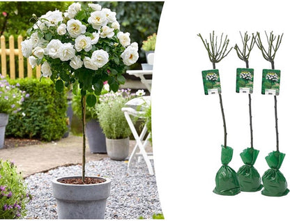  Stamrozen 3x XXL - Buitenplant - Grootbloemig - OH2 - Winterhard - Heerlijke Geur - Wit- Stamrozen 120-140 Cm