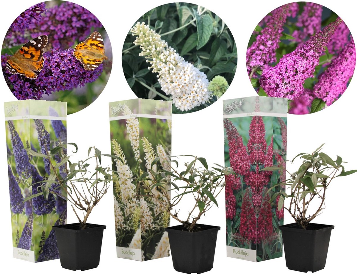  Plant In A Box - Mix Van 3 Vlinderstruiken - Buddleja Davidii 'Nanho Blue', 'Pink Delight', 'White Profusion' - Pot 9cm - Hoogte 25-40cm
