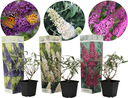  Plant In A Box - Mix Van 3 Vlinderstruiken - Buddleja Davidii 'Nanho Blue', 'Pink Delight', 'White Profusion' - Pot 9cm - Hoogte 25-40cm