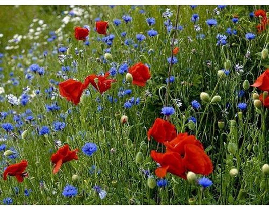  Veldbloemen Old Dutch Meerjarig 5 Gram