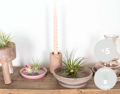  5x Tillandsia Mix - Luchtplantjes - Kamerplant – Onderhoudsvriendelijk