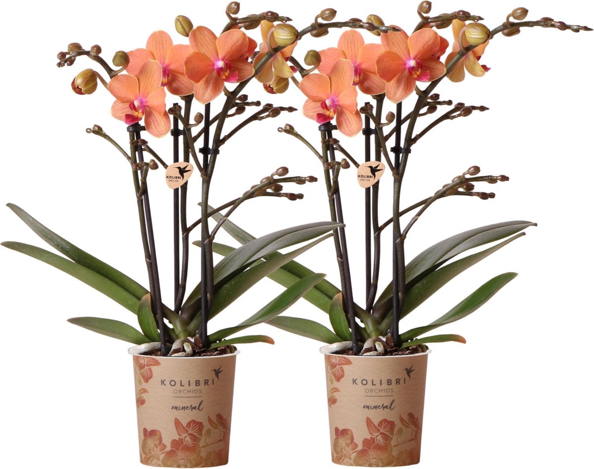  Kolibri Orchids | COMBI DEAL Van 2 Oranje Phalaenopsis Orchideeën - Bolzano - Potmaat Ø9cm Bloeiende Kamerplant - Vers Van De Kweker