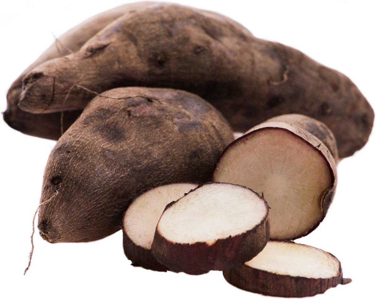  Yacon Broedknollen 3 Stuks