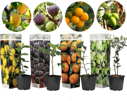  Plant In A Box - Medi Mix - Set Van 4 - Mediterrane Fruitbomen - Pot 9cm - Hoogte 25-40cm