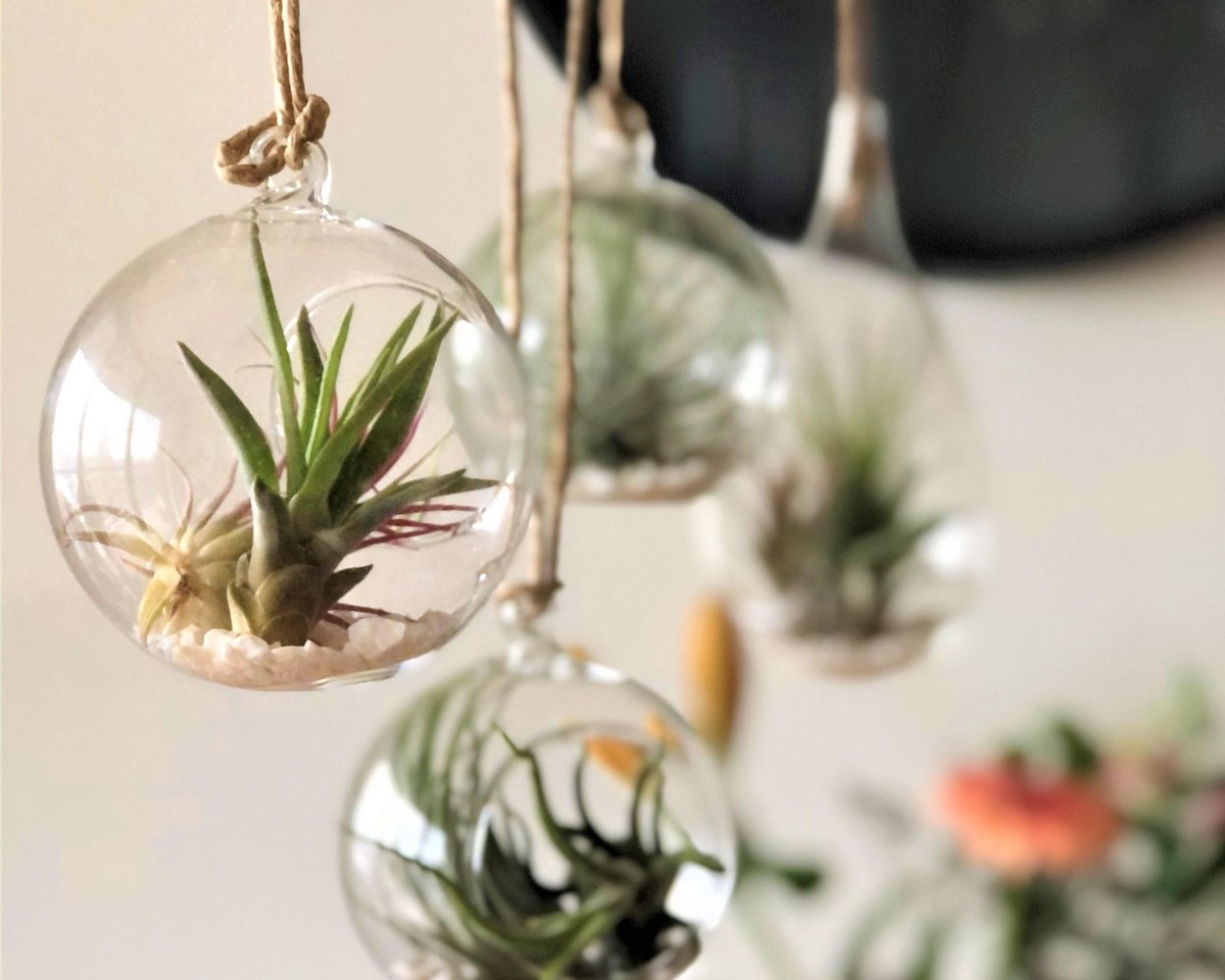  Tillandsia Luchtplantjes Mix Medium - Airplants - 10 Stuks + Tillandsia Spray