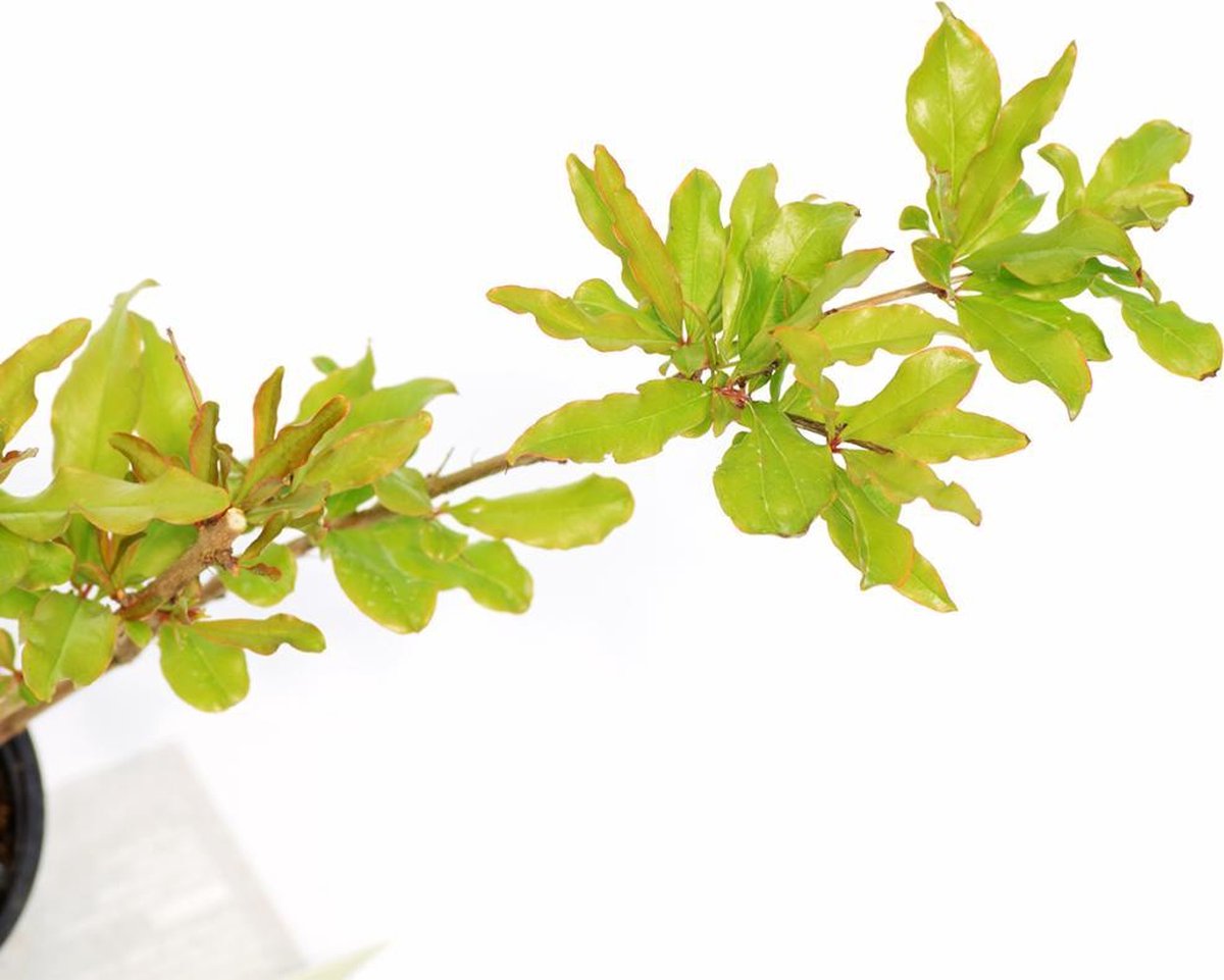  Punica Granatum 'Acco', Granaatappel, 2 Liter Pot