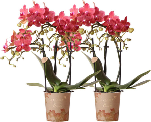 Kolibri Orchids | COMBI DEAL Van 2 Rode Phalaenopsis Orchideeën - Congo - Potmaat Ø9cm Bloeiende Kamerplant - Vers Van De Kweker