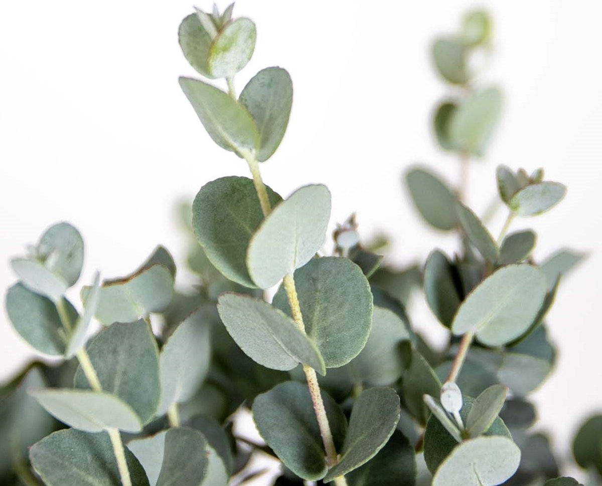  Eucalyptus Gunnii - Gomboom - Heester - Groenblijvend - ⌀14 Cm - 25-35 Cm