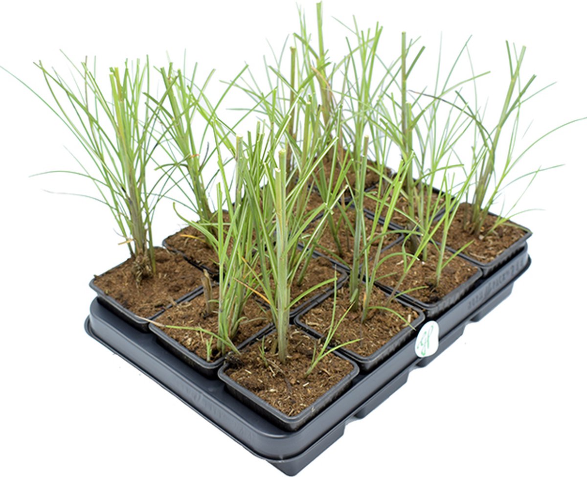 GP 12 X Prachtriet Gracillimus - Winterhard Siergras - Miscanthus Sinensis 'Gracillimus' In 9x9cm Pot Met Hoogte 5-10cm