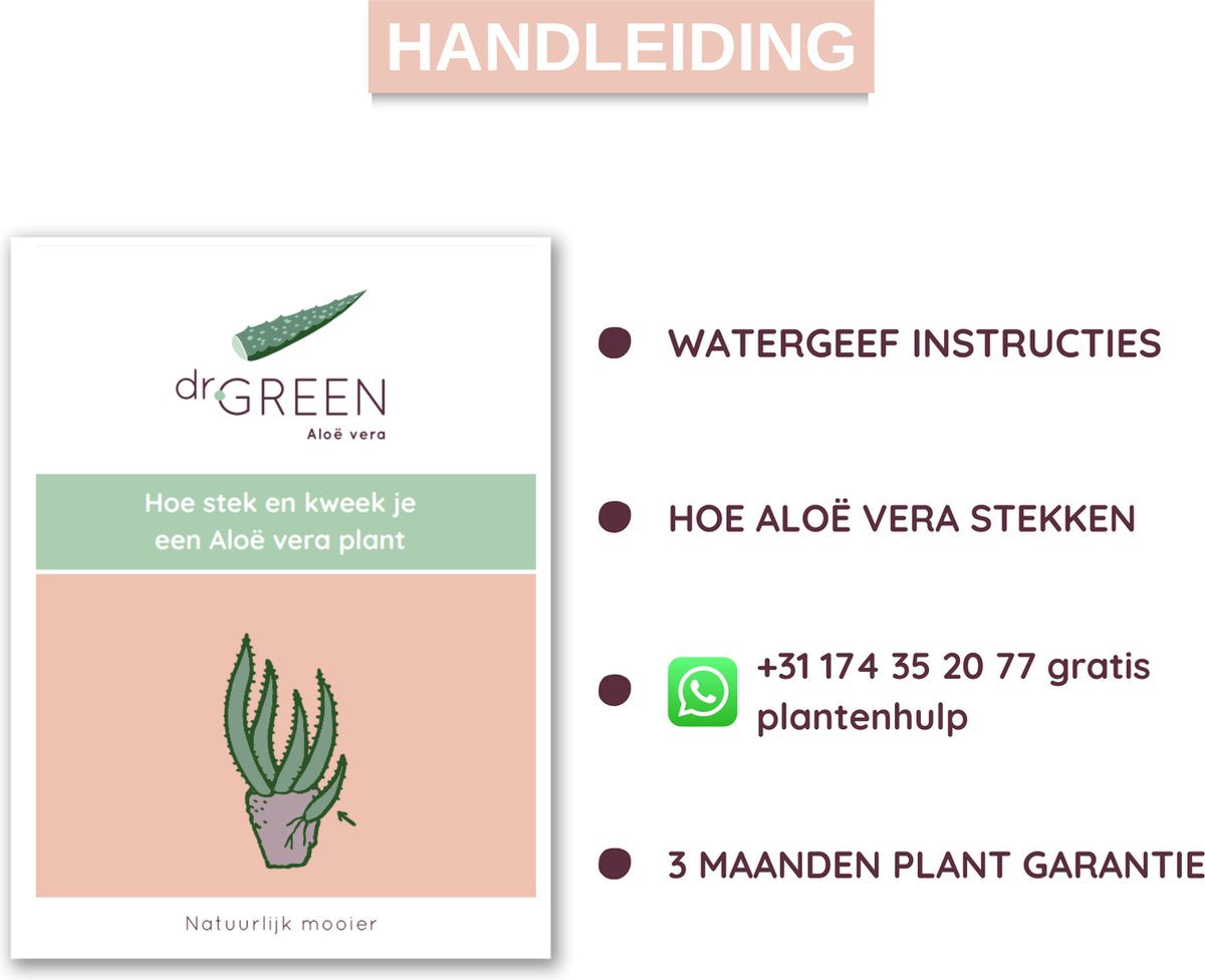  Dr. Green® Broeder Green - Met Kweekhandleiding - Aloë Vera Plant Groot 45 Cm - ø 15 Cm - Kamerplanten - Vetplant - Kamerplant Luchtzuiverend - Succulent