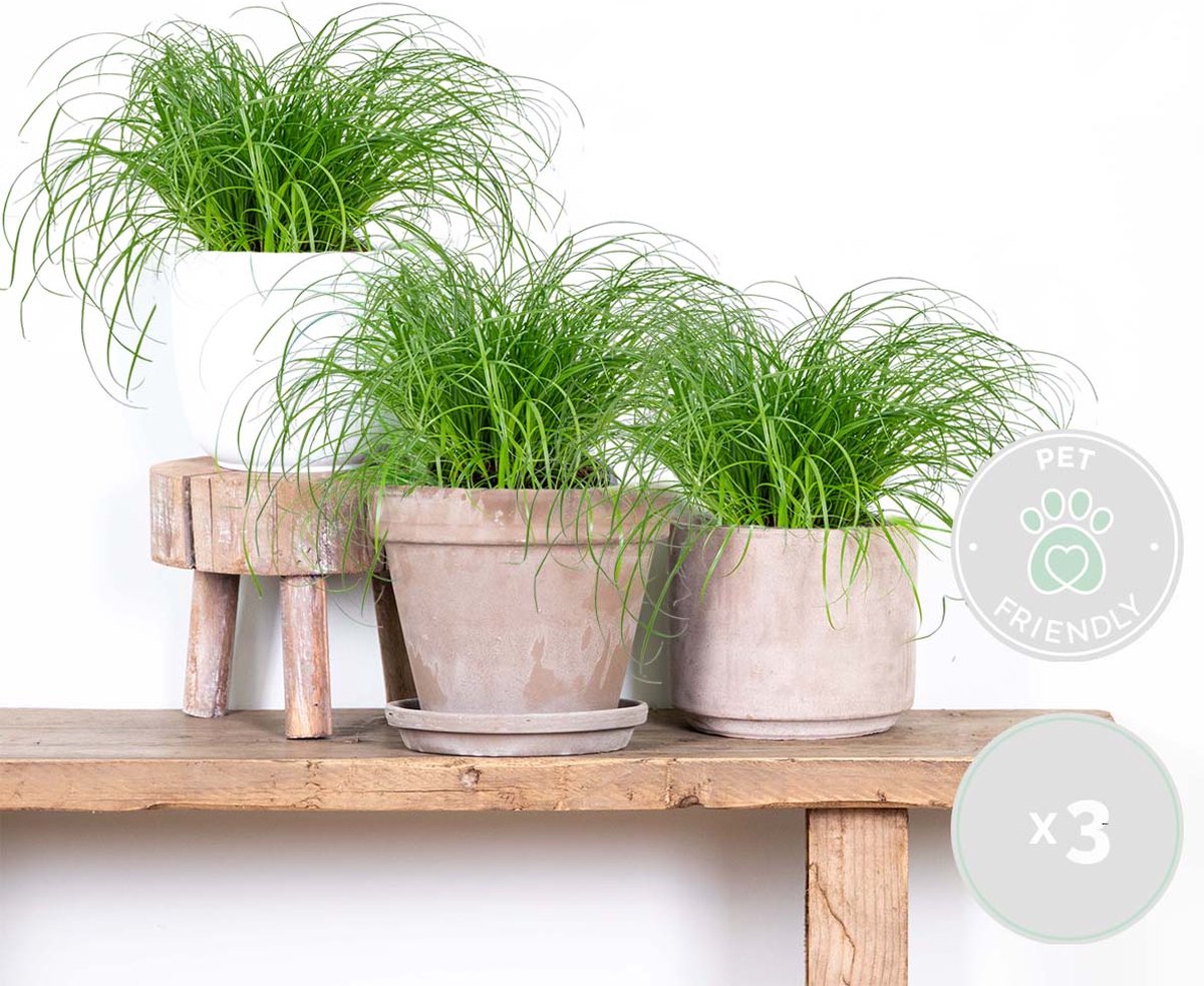  3x Cyperus 'Zumula' - Kattengras - Kamerplant - Huisdiervriendelijk - ⌀12 Cm - 20-25 Cm