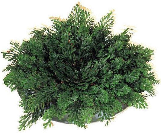  Homeco Roos Van Jericho - Plant - Groen