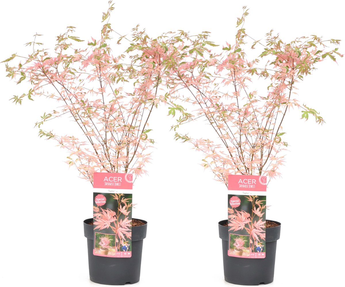  Plant In A Box - Japanese Maple 'Taylor' - Set Van 2 - Japanse Esdoorn Winterhard - Limited Edition Acer Boom - Pot 19cm - Hoogte 60-70cm