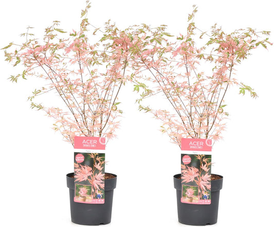  Plant In A Box - Japanese Maple 'Taylor' - Set Van 2 - Japanse Esdoorn Winterhard - Limited Edition Acer Boom - Pot 19cm - Hoogte 60-70cm