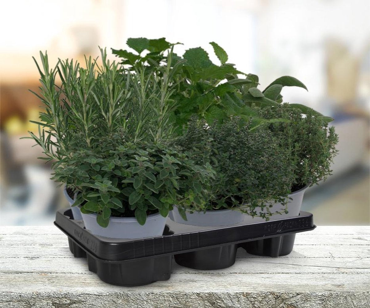  Mix Van 6 Italiaanse Kruidenplanten / The Herbs Family