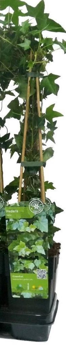  6 X Hedera Helix -Klimop 60-80cm In Pot