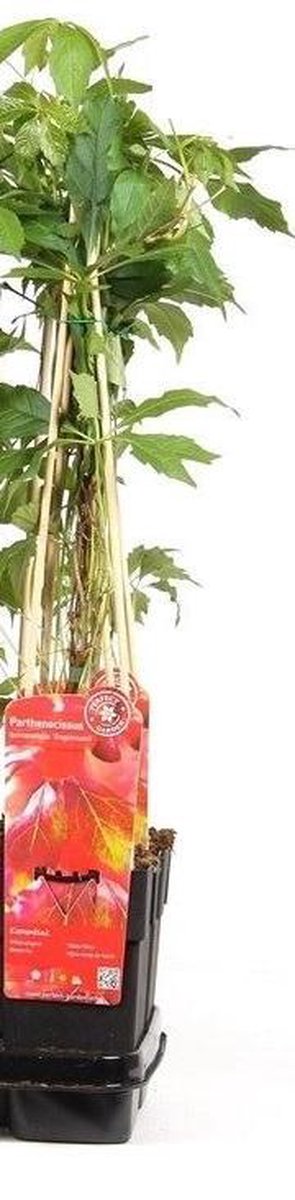  Wilde Wingerd / Parthenocissus Engelmannii - Klimplant | Rood Bladerig In De Herfst - Meerjarig En Winterharde Tuinplant | 1,5 Liter Pot