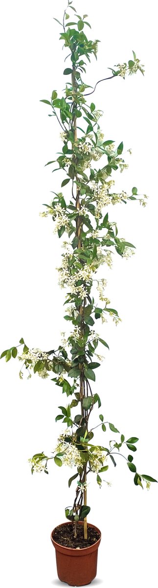  Toscaanse Jasmijn - Klimplant - Buitenplant - Winterhard - Trachelospermum Jasminoides 160 Cm