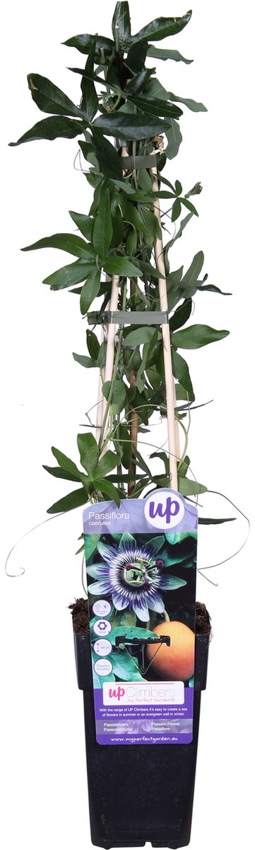  Passiflora Caerulea - Blauwe Passiebloem 50-60 Cm Pot