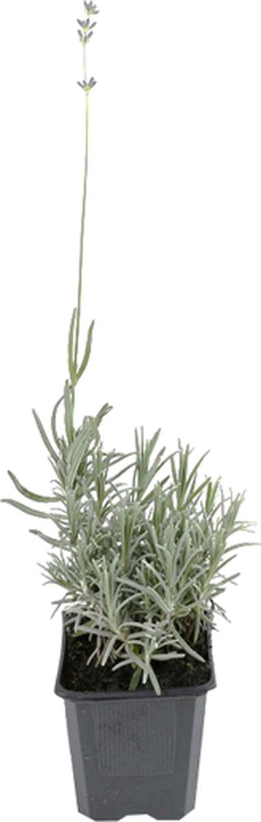  12 X Lavandula Angustifolia 'Dwarf Blue’ - Lavendel Pot 9 X 9 Cm