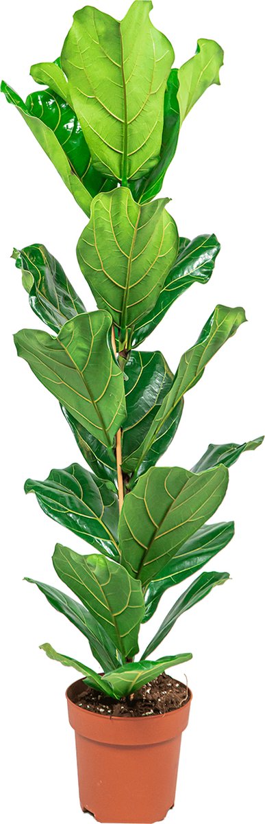  Ficus Lyrata Straight | Vioolbladplant / Tabaksplant