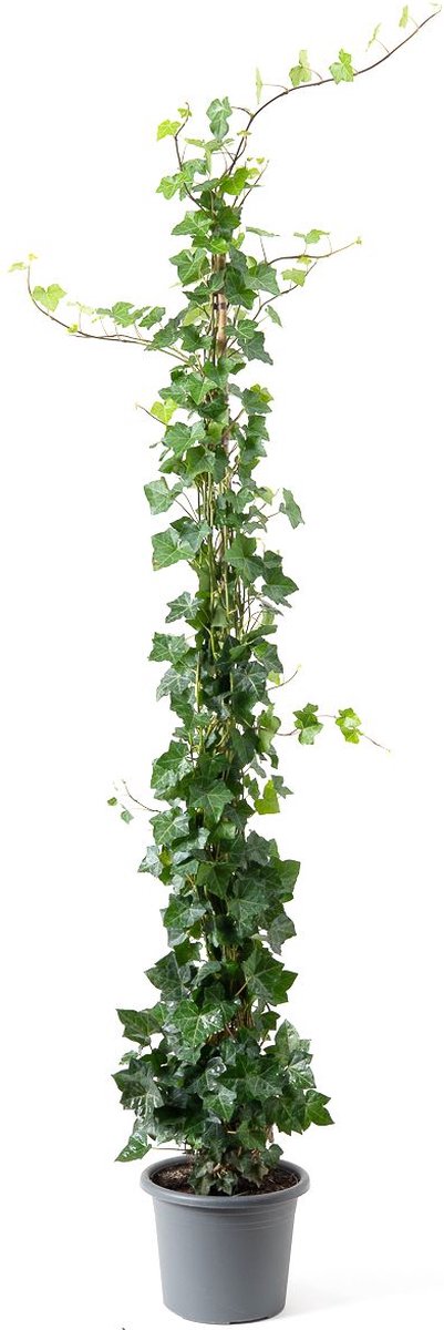  20 Stuks Hedera Hibernica Klimop 175-200
